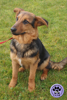 Mia - Central German Shepherd Rescue